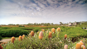 Royal Botanic Gardens Melbourne - Australian garden